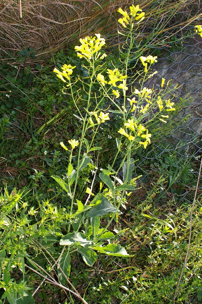 Brassica montana (=B. oleracea ssp. robertiana) / Cavolo selvatico